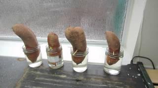 How To Grow Sweet Potato Slips: Getting Started