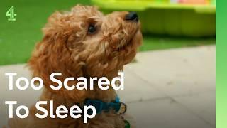 Can this Cockapoo help a boy sleep? | The Dog House  | Percy the Cockapoo