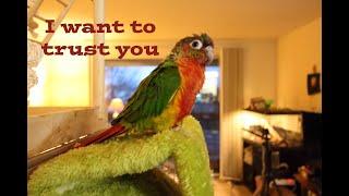 Tips for building Trust with a Green Cheek Conure