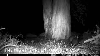 The Night Garden