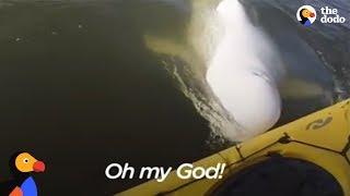 Man's Funny Beluga Song Attracts Beluga Whales Who Sing Back | The Dodo