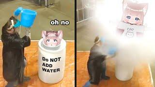 DO NOT ADD WATER | VTuber Fuwa Reacts to Daily Dose of Internet & UNUSUAL MEMES