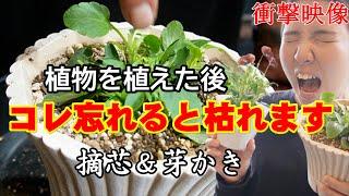 【植物を植えた後に】大事な作業　コレ忘れると枯れます　摘芯＆芽かき作業が衝撃　パンジー・ビオラ　ガーデンシクラメン【おうちでガーデニング】開花園チャンネル