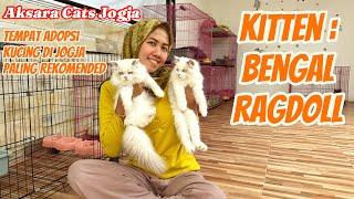 SIAP ADOPSI KUCING BENGAL DAN KUCING RAGDOLL || #kucinglucu  #catlover