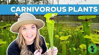 Carnivorous Plants | Environmental Adaptations