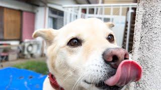 朝方の犬と子猫成長記