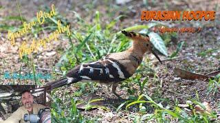 Amazing Garden Birds of Thailand  | The Hoopoe (Upupa epops)