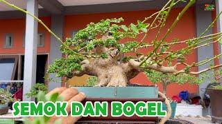 "SEMOK DAN BOGEL" POHON YANG LARIS DI PASARAN BONSAI