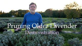 Prune Older Lavender Plants Demonstration