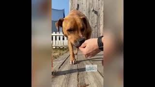 Care4Pet