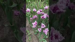 капли дождя