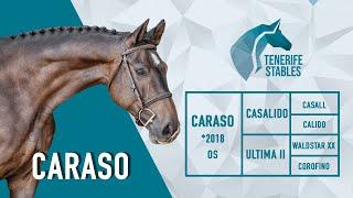 Caraso, 2018 Casalido (Casall) gelding home schooling