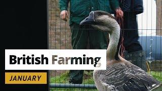 British Farming - 12 Months On A UK Farm: January