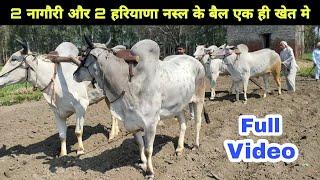 2 Haryana and 2 Nagori #OX in one Field  Full official Video लाखों की कमाई करने वाले #किसान के #बैल