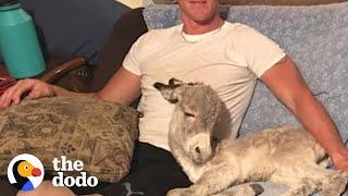 Baby Donkey Loves Snuggling On Couch With Dad | The Dodo
