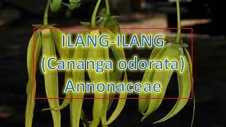 Ilang-Ilang (Cananga odorata) - Annonaceae | Trees for Urban Spaces | Philippine Native Trees