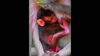 Beautiful mouth baby macaque trying to feeding milk #monkey  #wildmonkeys