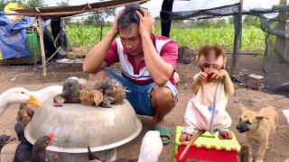 Dad & Bibi were sad and cried when chickens died en masse - planting a new corn crop