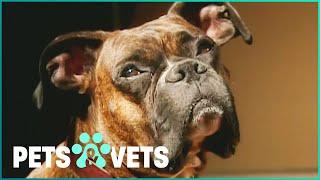 This Boxer Dog Is A Mental Health Professional | Dogs with Jobs