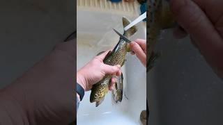 Cleaning A Trout