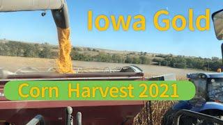 Iowa Gold - Corn Harvest 2021