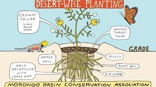 Fantastic PLANTING HACKS for Desert & Other Landscapers - Desert-Wise Living - Morongo Basin MBCA