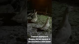 Серый гусь вернулся