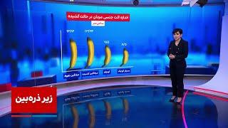 زیرذره‌بین: طول آلت جنسی مردان ایرانی