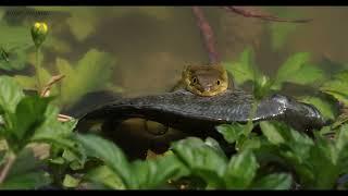 The Story of Hungry The Snake, The pond heron and the Cat