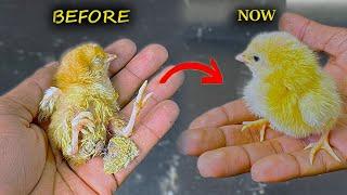 Successfully Saved life of Baby Chick - Rescue Sick Baby chicken