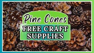 Let's Go on an Adventure: Harvesting and Cleaning Pinecones for Crafts