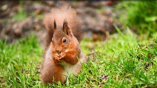 Join Cumbria Wildlife Trust as a member and protect the wildlife & wild places you love.