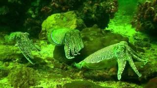 Cuttlefish wedding