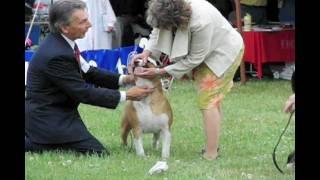Bull Terrier Club of New England Dog Show
