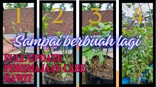 CABE RAWIT JADI LEBIH CEPAT BERBUAH DENGAN CARA PEREMAJAAN‼️ #caberawit