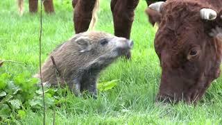 Wildschwein Frischling lebt bei einer Kuhherde - und wird zum Star