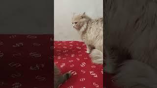 Persian cat video #cat #cute #music #remix #bass #trending #shots #funny #shortvideo #youtubeshorts