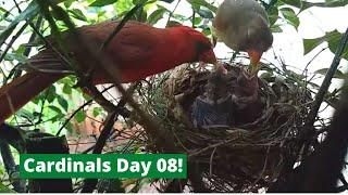 Backyard Cardinal Bird Nest - Day 8 of 12 - Mom & Dad feed 3 baby birds (Rainy day)!