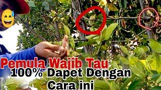 Cara Memikat Burung Kecil Bagi Pemula/Mikat burung remetuk laut yg susah dipikat||@ObonKuy123