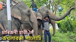 চাৰিজনী হাতী লৈ জখলাবন্ধা পালোঁহি • Day 6 : Journey with Elephants to Kaziranga 2023 - PART 2