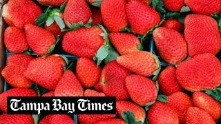 8 ways to enjoy Florida strawberries right now