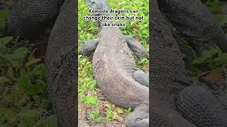 Komodo dragon can change their skin but little by little and not like snake #wildlife #komodo