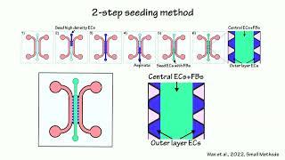 Wan | Strategies for generating perfusable microvasculature-on-a-chip models for cancer studies