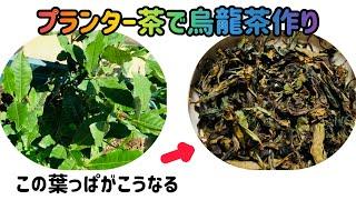 【日本茶】プランターお茶の木で自家製烏龍茶作り【家庭菜園】