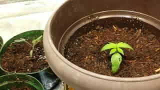 Gumps Greenhouse ( quick update organic grow)