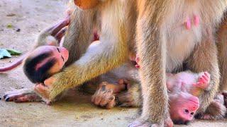 Poorest new born baby monkey crying so sad cuz mom reject milk.