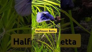 Halfmoon Betta  #Shorts #Betta #Bettafish @AquariumLiveStream4U