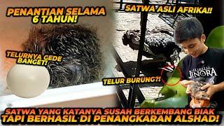 PENANTIAN 6 TAHUN ! AKHIRNYA ALSHAD BERHASIL MENGEMBANG BIAKKAN DINOSAURUS MODERN !