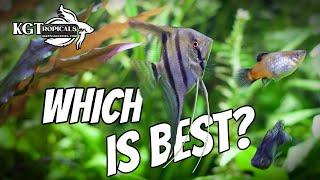 Are These The BEST FISH in Aquariums?
