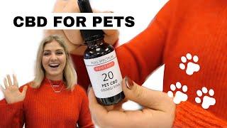 CBD for your PET | What you NEED to know! RESTART CBD